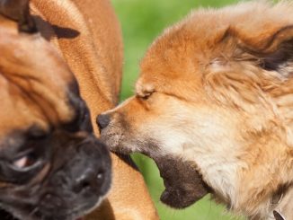 Bitcoin PUPS Up 81% Amid ‘First Memecoin’ on BTC Network Controversy