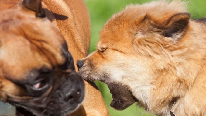 Bitcoin PUPS Up 81% Amid ‘First Memecoin’ on BTC Network Controversy