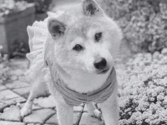 Kabosu, the Shiba Inu Behind the Iconic Meme, Dies at 18